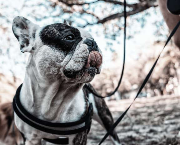 a black and white photo of a dog on a leash