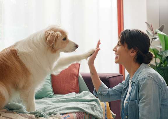 A woman is giving a high five to a dog.