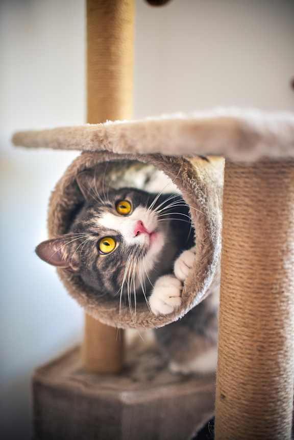 A cat peeks out from a scratching post.