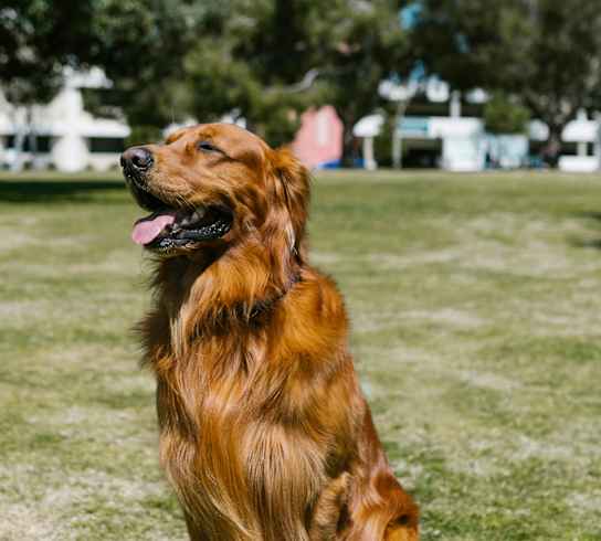 A dog is sitting on the grass.