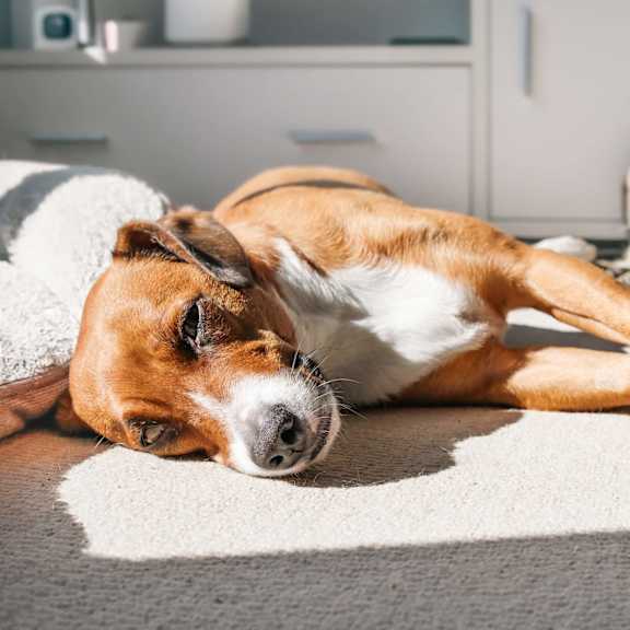 A dog is lying on a rug in a room.