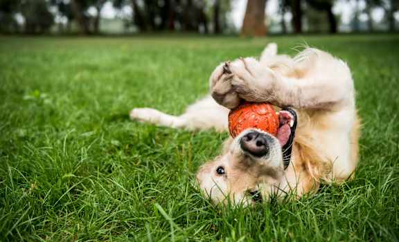 A golden retriever dog playing with a ball in the grass.