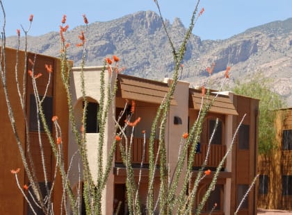Cactuses in front of the Homes at Elevation Apartments, Tucson, 85718