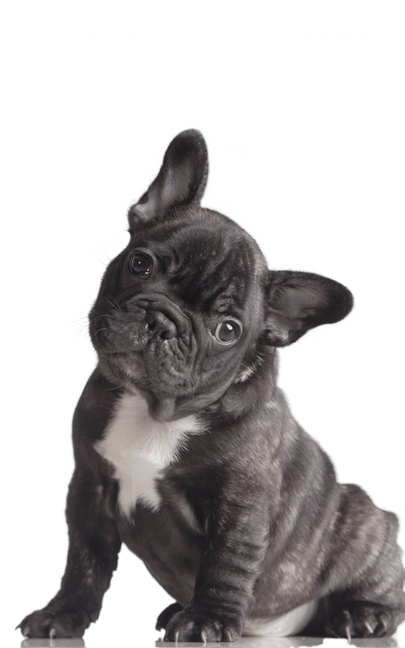 A black and white image of a French Bulldog.at 92West, West Des Moines, 50266