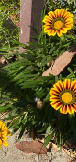 A yellow and orange flower with green leaves in the background.