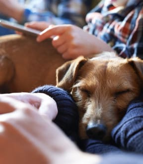 a dog sleeping on a couch next to a person holding a cell phone