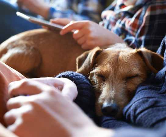 a dog sleeping on a couch next to a person holding a cell phone at Canyon Creek, Texas, 78759