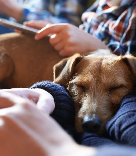 a dog sleeping on a couch next to a person holding a cell phone at Highlands at Faxon Woods, Quincy, Massachusetts