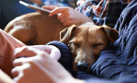 a dog sleeping on a couch next to a person holding a cell phoneat Bella Vista on Park, Florida, 33563