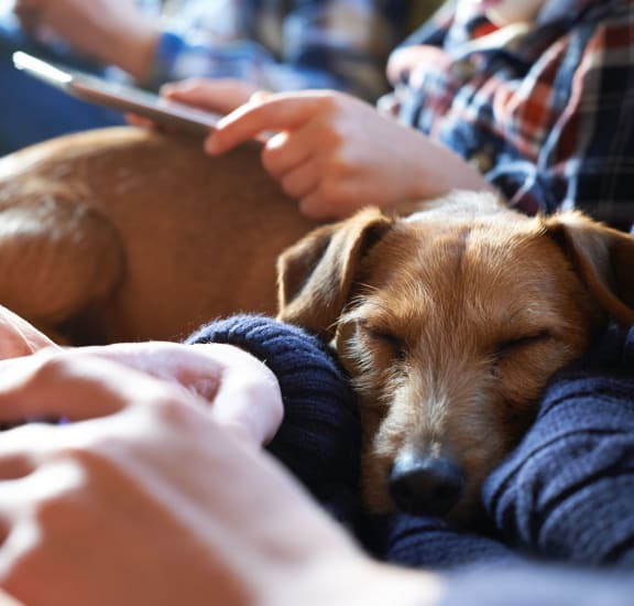 a dog sleeping on a couch next to a person holding a cell phone