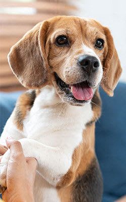 A beagle dog is being petted by a person.