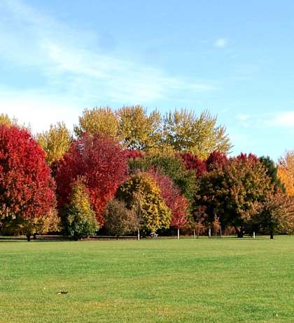 A field with trees in autumn colors.