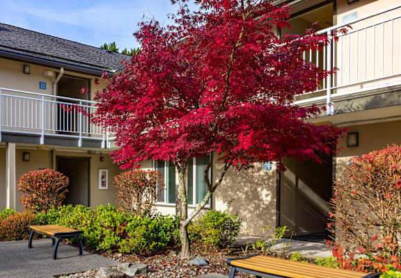 A red tree in front of a building.