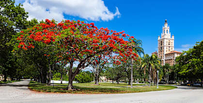 A tree with red flowers is in the foreground of a street with a building in the background.