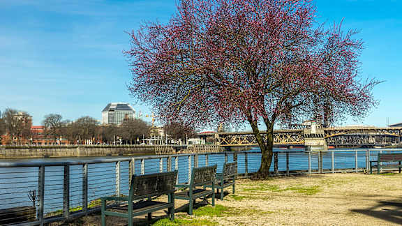 A tree with red leaves stands in front of a blue fence.