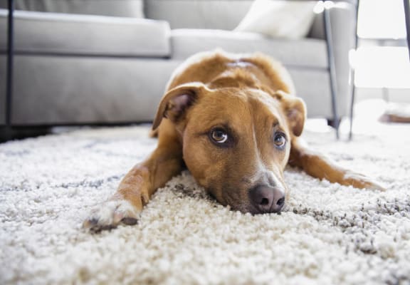 a dog laying on a carpet in a living room