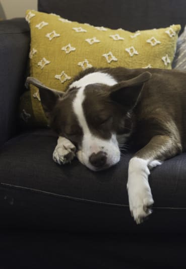 a dog sleeping on a couch with pillows