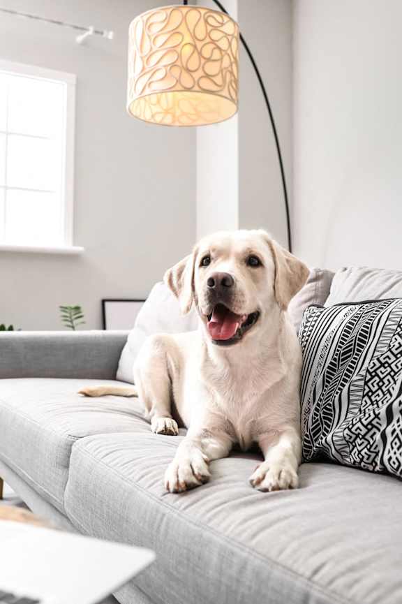 A dog is sitting on a grey couch with a laptop in front of it.
