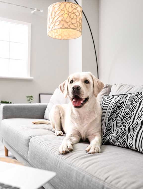 A dog is sitting on a grey couch with a laptop in front of it.