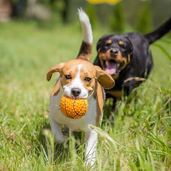 dog with ball