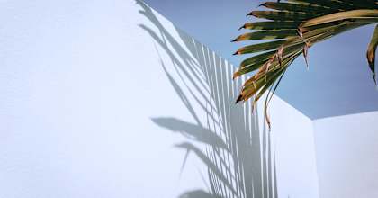 A palm leaf casts a shadow on a white wall.