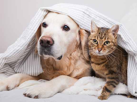 a dog and a cat laying under a blanket