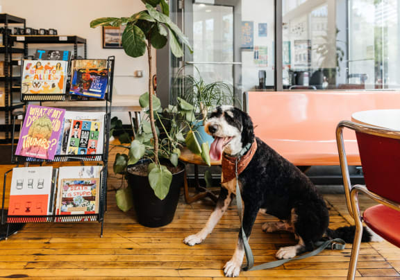 A dog sitting on the floor in a coffee shop at Kesler Apartments in Downtown Fargo, Fargo, ND 58102