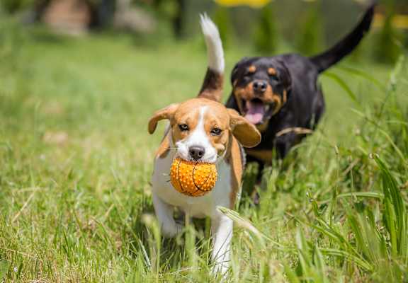 dog with ball