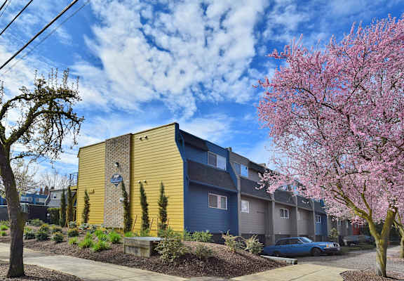 20th and Brooklyn  a tree with pink blossoms stands in front of a yellow and blue apartment building