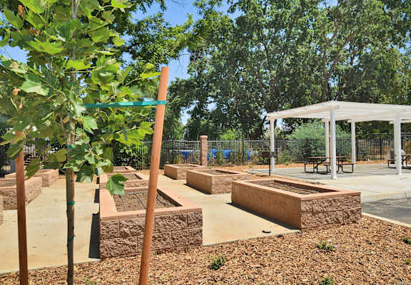 a group of trees in a park with a pavilion in the background
