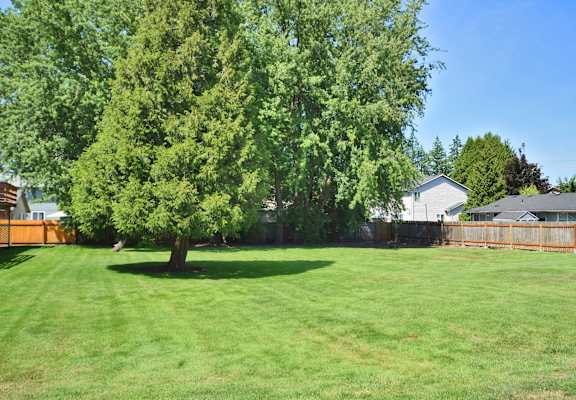 a large backyard with a tree in the middle of it