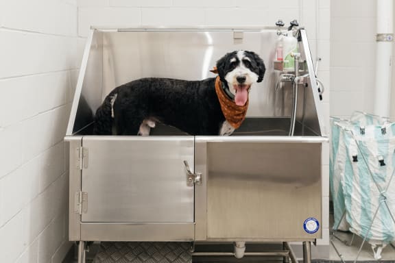 A black and white dog sitting in a stainless steel incubator at Kesler Apartments in Downtown Fargo, Fargo, ND 58102