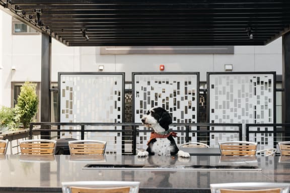 A black and white dog sitting on a table in a restaurant  at Kesler Apartments, Fargo, North Dakota 58102