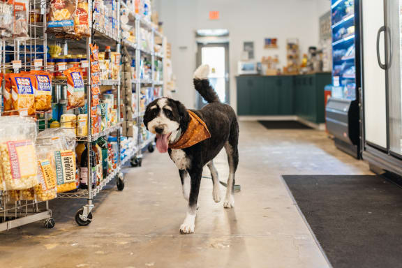 A black and white dog standing in a grocery store aisle next to a shopping cart  at Kesler Apartments, Fargo, North Dakota 58102