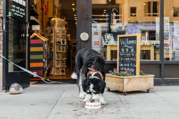 A dog eating out of a food bowl on the sidewalk  at Kesler Apartments, Fargo, North Dakota 58102