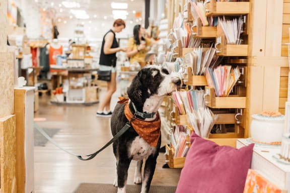 A black and white dog wearing a bandana standing next to a bookshelf at Kesler Apartments, Fargo, North Dakota 58102