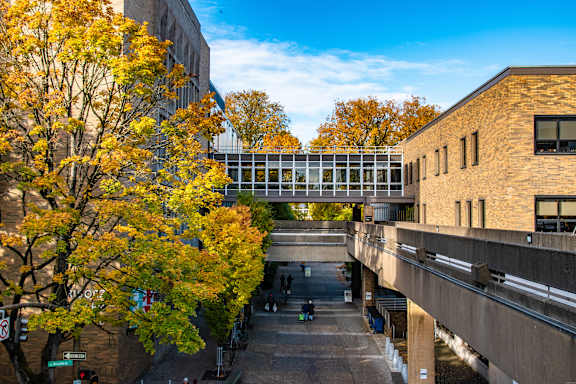 A tree with yellow leaves is in front of a building.