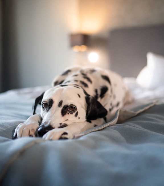 Dog friendly A brown dog with spots is lying on a rug at The Barrett Apartments in Kennesaw, GA