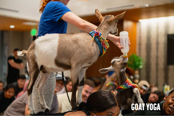A woman is doing yoga with a goat on her back.