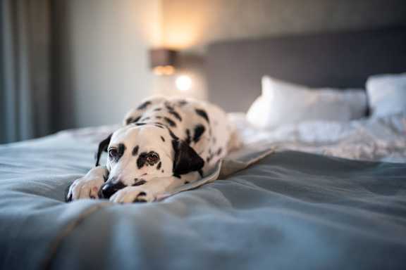 A Dalmatian Dog laying on bed at Stewarts Ferry Apartments, Nashville