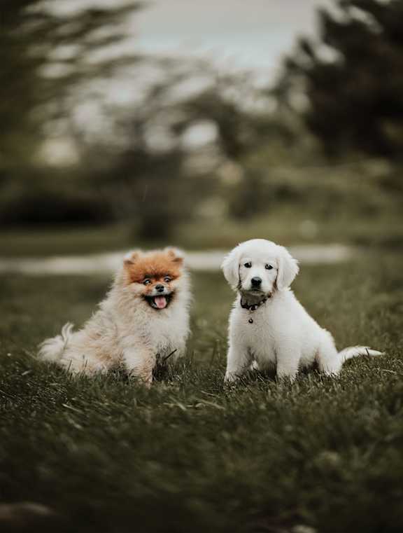 Two dogs, one brown and one white, are sitting on the grass.