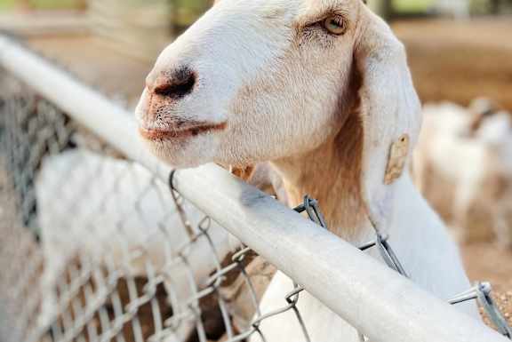 A white goat with a blue collar is standing behind a fence.