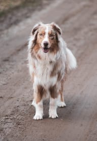 a brown and white dog standing on a dirt road at The Lodge at Madrona, Washington