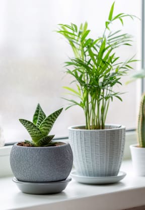 a window sill with various house plants