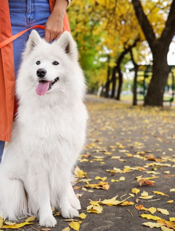 a person holding a white dog on a leash in a park