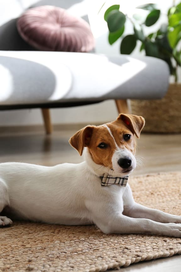 a dog laying on a rug in a living room  at SoRoc On Maine, Rochester, Minnesota