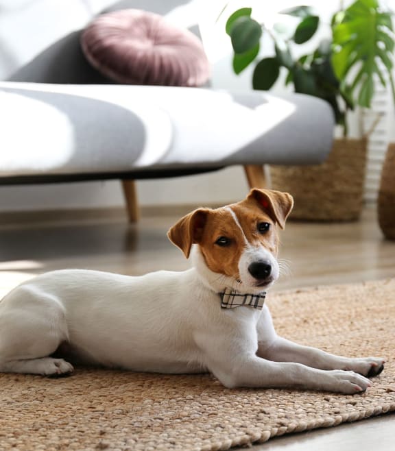 a dog laying on a rug in a living room at The Canyons at Linda Vista Trail, Oro Valley, AZ