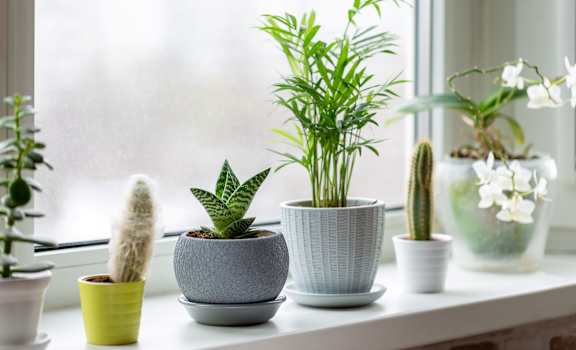 a window sill with various house plants at Village Oaks Apartments, Austin, Texas