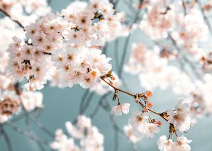 A branch of cherry blossoms with white flowers.