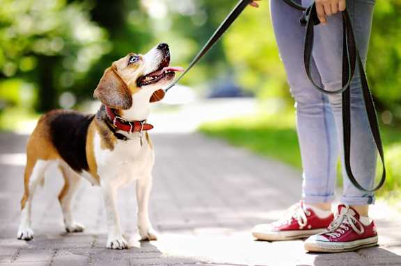 A beagle dog is on a leash being held by a person wearing red shoes.